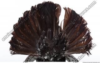 bird skin feather 0015